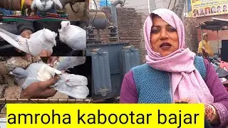14, 2026 #amroha #pigeon #market #bird #amroha #kabootar #bajar #birds 