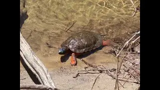 Massachusetts: Spotted turtles, wood turtles, owl.