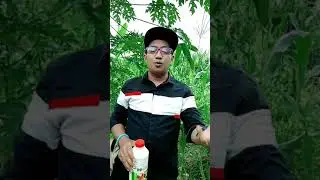 K-bio booster jagung