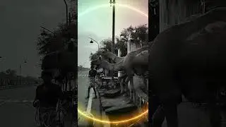 camel 🐪#shortvideo #shortsfeed #short #viral #viralvideo #viralshorts #unth #travel #love