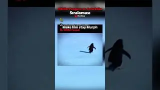 Nihilist Penguen S&uuml;r&uuml;s&uuml;nden Ayrılan Penguen Sıralaması