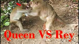 Terrible Fighting .. Queen Monkey Bitten Ray Monkey so Seriously
