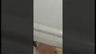 Como callar a un grillo