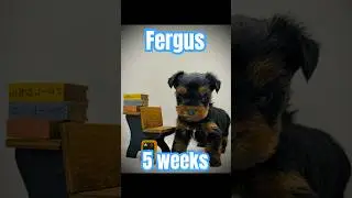 PUPPIES FIRST DAY OF SCHOOL #viral #yorkie #photography #cute #picture #adorabledog #sweetiepie