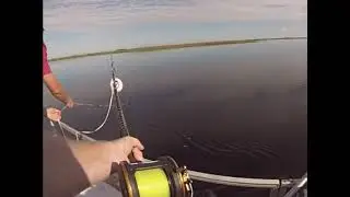 Gator Breath