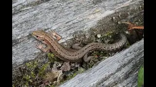 NaturNørd 176. Field Herping - Hugorme jagt!