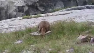 Running Hoary Marmot - Glacier National Park