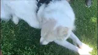 Testing Amazon dog harness!