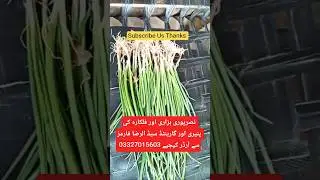 Nasarpuri Fulkara aur Hazari ki paneeri or guaranteed seed available|Onion seeds|Onion crop