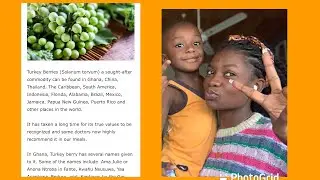 Turkey berries(Kwahu nsusua) in Gizzard Stew|| Me ft &ldquo;the ungrateful lil man&rdquo; || Ghanaian foods