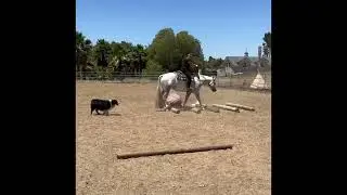 2020 Registered Grey Overo Paint Gelding
