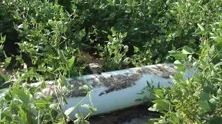 Poly-Pipe (or furrow) irrigation of soybeans on farm 2981, Mississippi County, Arkansas