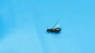 Some sort of ant queen?