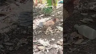 SAM Green Farm, trending roaster & chicken lover, episode 55