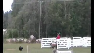 Herding test HRD1