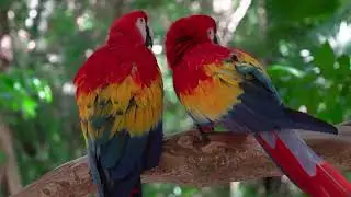 Amazon Rainforest   Amazon Jungle   Nature Documentary   Free Stock Footage   Copyright Free Videos