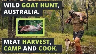 Feral GOAT HUNTING in AUSTRALIA, meat HARVEST, CAMP and COOK.