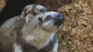 Prehistoric Planet Ice Age [2025] - Diabolotherium (Mother & Baby) Screen Time Part 1