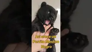 &iexcl;As&iacute; es como crece este perro mestizo negro!