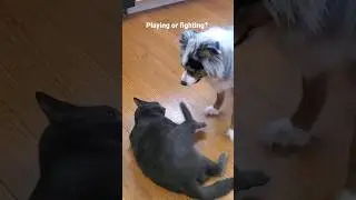 Playing or fighting? #familypets #miniaussie #russianblue #cats #petplay #playfight