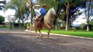 POPEYE Cuafrisian Palomino Con Baile - Club Ecuestre - SM