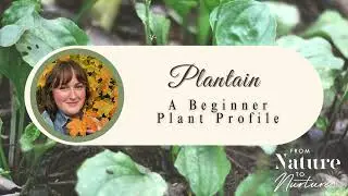 Plantain: My #1 Beginner Friendly Herb