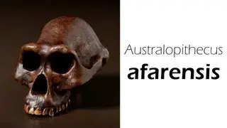 Australopithecus afarensis