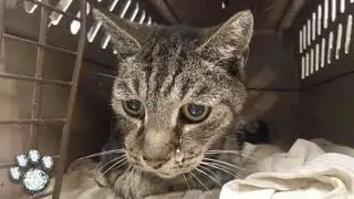 Emotional Reunion 19 Year Old Cat's Touching Welcome Leaves Owner in Tears After 7 Years Apart