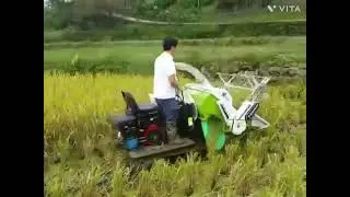 Rice on mini combine harvester