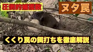 2025年に500頭以上捕獲したハンターによるくくり罠の餌打ち解説