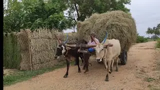 Bullock Cart heavy load | bullock cart loading | Bullock cart agriculture framing work