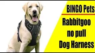 Rabbitgoo no pull Dog Harness Review 2019 ll Best New Dog Adjustable Outdoor Harness