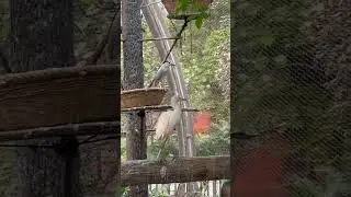 Aqua Birds at Rani Park, Mumbai #youtubeshorts #ytshorts #shorts