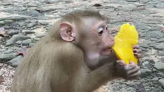 Found new abandoned pigtail monkey girl at.?