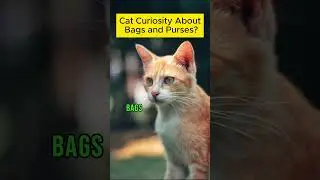 Cat Curiosity About Bags and Purses?  #cat #catslogic #catbehaviorist #understandingcats #pets