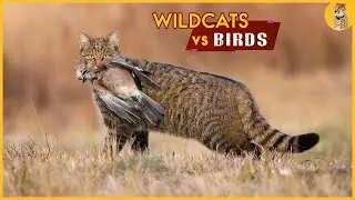 Top 5 Wildcats vs Birds Attack Moments | Wild Cat vs Swan, Caracal vs Flying Bird | Amazing Footage
