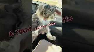 Попался 😅 вредитель полей  🤔 #лайла #семья #кино #зайчик #анамвсеравно #short #layla