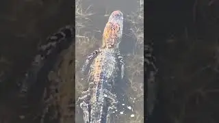 Alligator on the move - Myrtle Beach, SC - Gators in the South