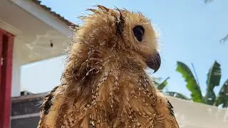 Pengalam Pelihara Burung Hantu Strix Seloputo Owl dan Buffy Fish Owl @raindoni26