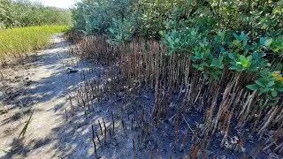 The Black Mangrove and Saltwort