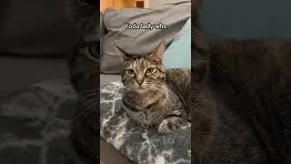 Just cat jokes #cats #catjokes #funnycat