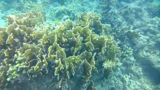 Lumia 1020 underwater: Snorkeling at Sandy Lane Beach, BARBADOS