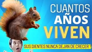 Cuanto vive una Ardilla? Documental Completo