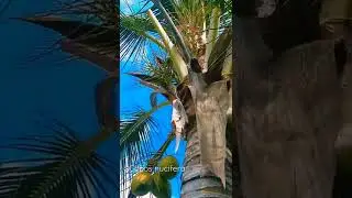 Cocos nucifera (Cocotier)