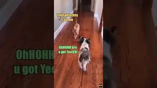 Logan Dog