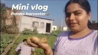 First mini vlog,Potato harvest🥔🥔#trending #youtubeshorts #potatoharvesting #harvestingvideos 