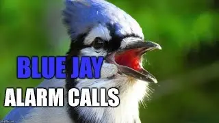 Blue Jay Alarm Calls and Imitating a Sharp-shinned Hawk