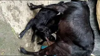 Goats milking -Feeding baby goats- kathewadi Goats kathewadi sheli,