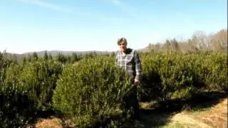 Shamrock Inkberry Holly