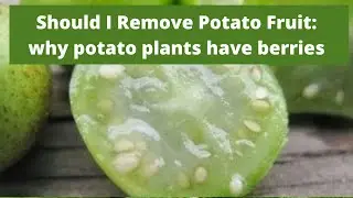 Нужно ли удалять плоды картофеля? Почему некоторые растения картофеля имеют ягоды?